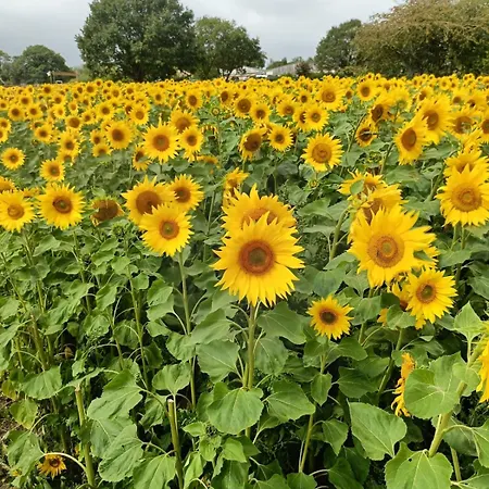 3 Bed Cottage, Free Parking, Free Wifi, Harrogate *