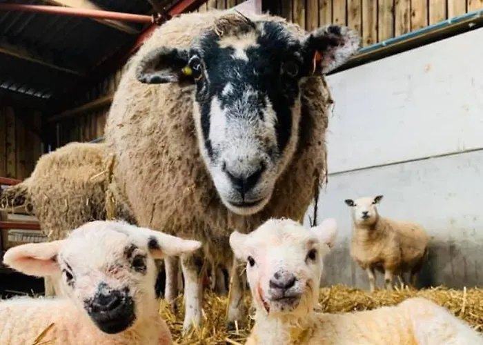 Cozy 3 Bed Cottage In Harrogate With Free Parking And Strong Wifi *