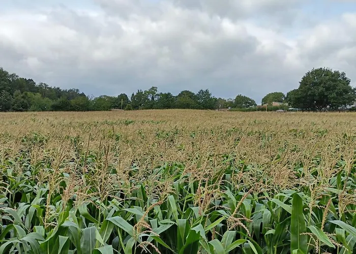 Ferienhaus Cozy 3 Bed Cottage In Harrogate With Free Parking And Strong Wifi Darley