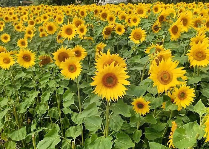 Cozy 3 Bed Cottage In Harrogate With Free Parking And Strong Wifi *